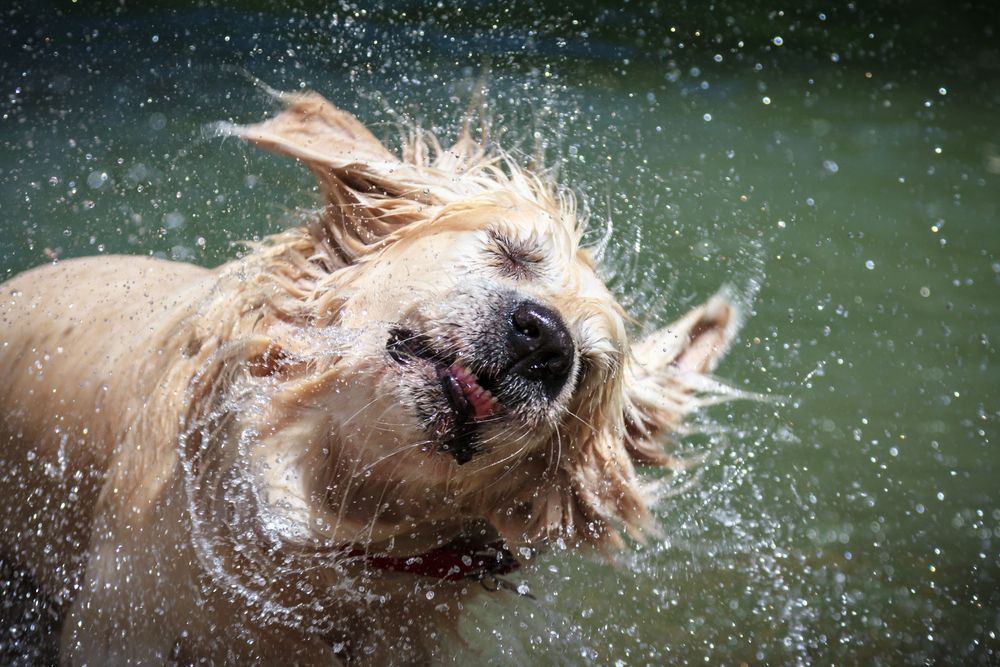 Golden,Retriever,Shaking,Off,Water