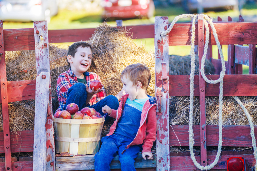 Children,Having,Fun,On,The,Farm.,Happy,Boys,Sit,On hay ride